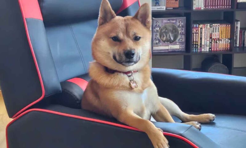 kintaro pies tekken 8